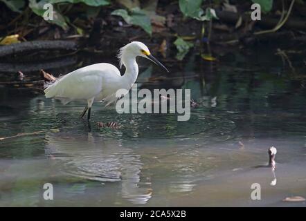 Snowy Egret (Egretta thula brewsteri) foraggio adulto in Creek Botanical Gardens, Santo Domingo, Repubblica Dominicana Gennaio 2014 Foto Stock