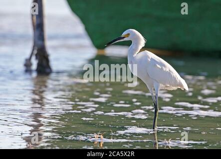 Snowy Egret (Egretta thula brewsteri) Adulti che nutrono con la barca da pesca Laguna de Oviedo, Repubblica Dominicana Gennaio 2014 Foto Stock