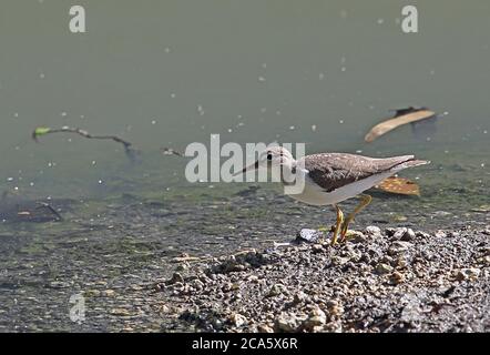 Sandpiper avvistato (Actitis macularia), foraggio per adulti da Creek Botanical Gardens, Santo Domingo, Repubblica Dominicana 2014 gennaio Foto Stock