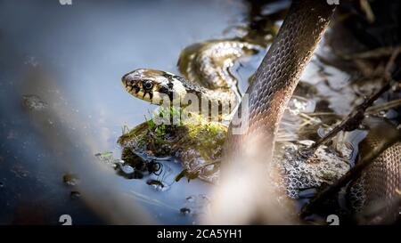 Il serpente d'erba Natrix natrix, il serpente d'erba nuota in acqua, la pesca per il pesce. Foto Stock