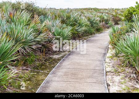 Juno Beach Florida, autostrada A1A, Loggerhead Park, escursioni costiere sentiero natura, Saw Palmetto, visitatori viaggio viaggio turistico turismo Landma Landmark Foto Stock