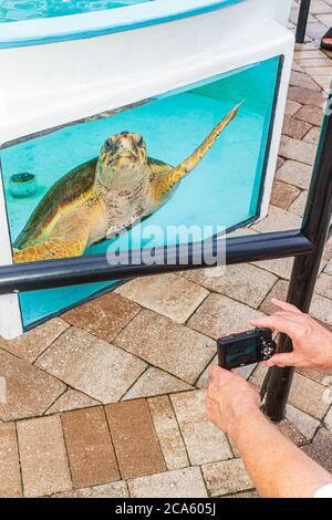 Juno Beach Florida, autostrada A1A, Loggerhead Park, Loggerhead Marinelife Center, centro, tartaruga marina, mostra collezione, museo, serbatoio, fotocamera, digitale Foto Stock