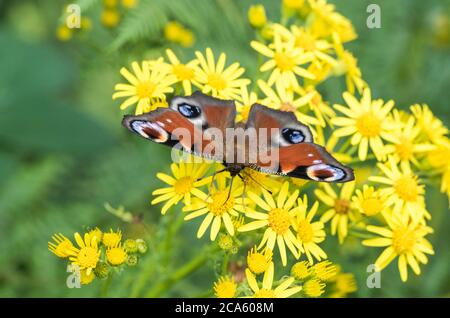 Peacock Butterfly (Inachis io) su Ragwort Foto Stock