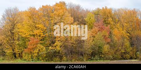 Paesaggio con alberi in autunno, Ile d Orleans, Quebec Provincia, Canada Foto Stock