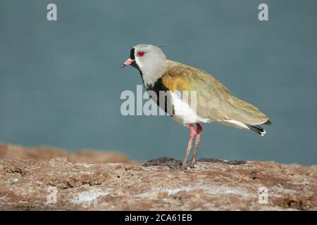 Pavoncella meridionale Foto Stock