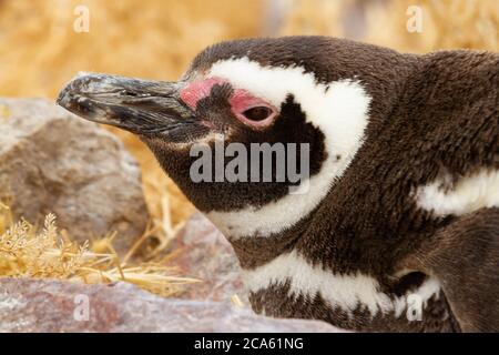 Primo piano di pinguino adulto Foto Stock