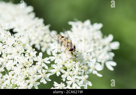 Hoverfly comune a bande (Syrphus ribesii). Gambe controllate! Foto Stock