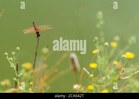 Vista ravvicinata di una libellula rossa appollaiata su una canna Foto Stock