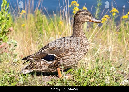 Femmina adulto mallard (Anas platyrhynchos) Foto Stock