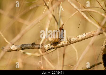 Uccello che riposa su un ramo mentre cerca insetti da nutrire in Ibera Foto Stock