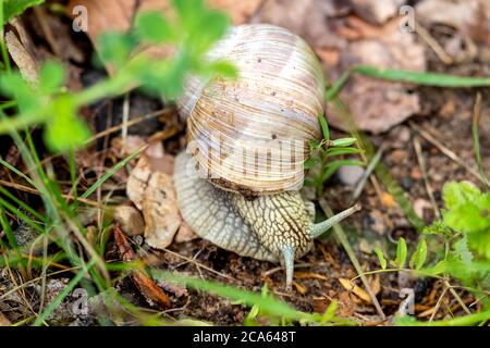 Lumaca romana in movimento lento (Helix pomatia) Foto Stock