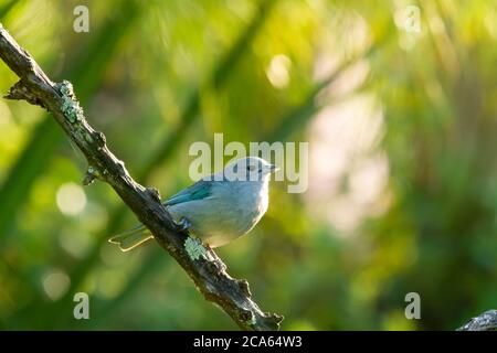 Sayaca Tanager su un ramo nella foresta tropicale a Corrientes, Argentina Foto Stock