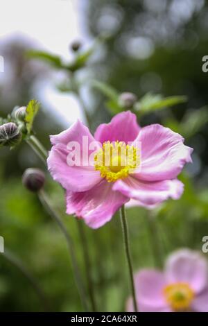 Giapponese Anemone elegans in Yorkshire giardino fiori agosto Foto Stock