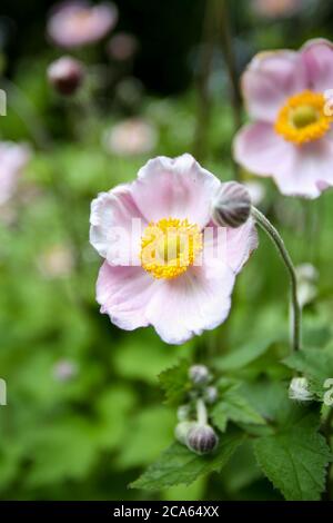 Giapponese Anemone elegans in Yorkshire giardino fiori agosto Foto Stock