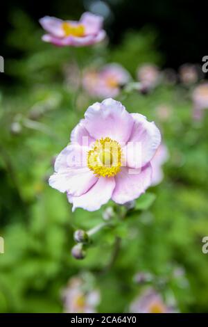 Giapponese Anemone elegans in Yorkshire giardino fiori agosto Foto Stock