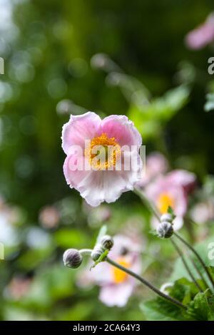 Giapponese Anemone elegans in Yorkshire giardino fiori agosto Foto Stock