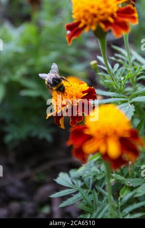 Ape sul Cavaliere Rosso Marigold Francese - Patula Tagetes - nel giardino Yorkshire fiori agosto Foto Stock