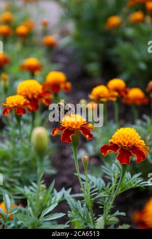 Ape sul Cavaliere Rosso Marigold Francese - Patula Tagetes - nel giardino Yorkshire fiori agosto Foto Stock