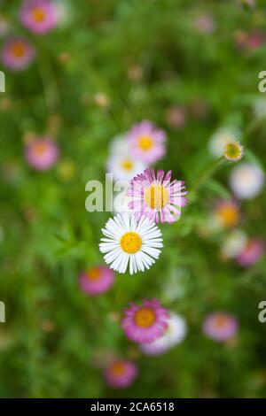 Mexican Fleabane (Erigeron) in Yorkshire giardino August Fiori Foto Stock