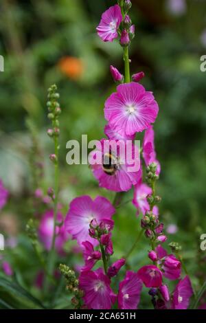 Ape su Sidalcea Rose Queen - Checkerbloom - in Yorkshire Garden August Flower Foto Stock