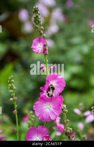 Ape su Sidalcea Rose Queen - Checkerbloom - in Yorkshire Garden August Flower Foto Stock