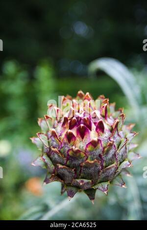 Cynara cardunculus Cardoon in Yorkshire Giardino fiori agosto Foto Stock