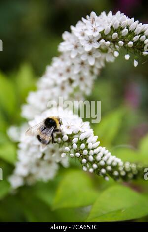 Ape su Loosewlife bianco Gooseneck, Lysimachia in Yorkshire giardino fiori agosto Foto Stock