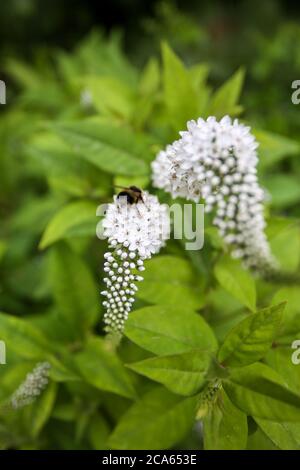 Ape su Loosewlife bianco Gooseneck, Lysimachia in Yorkshire giardino fiori agosto Foto Stock