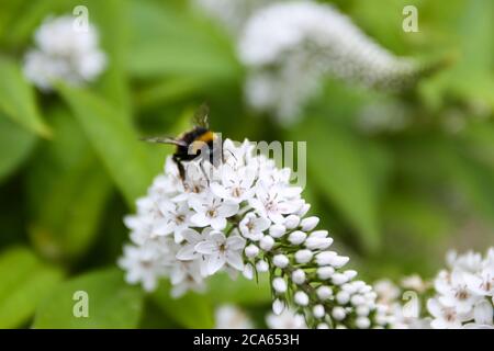 Ape su Loosewlife bianco Gooseneck, Lysimachia in Yorkshire giardino fiori agosto Foto Stock