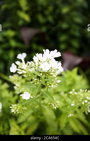 Phlox David in Yorkshire Giardino Fiori agosto Foto Stock