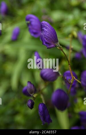 Aconitum napellus Bressingham spire Monkshood in Yorkshire Giardino fiori agosto Foto Stock