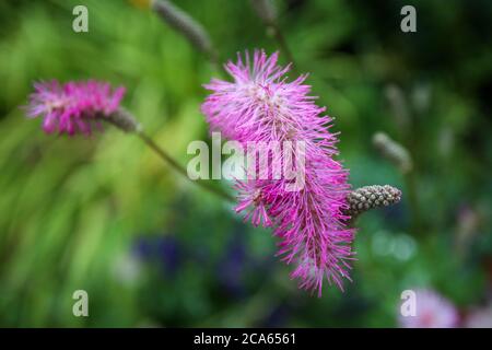 Sanguisorba obtusai Burnett in Yorkshire Giardino fiori agosto Foto Stock