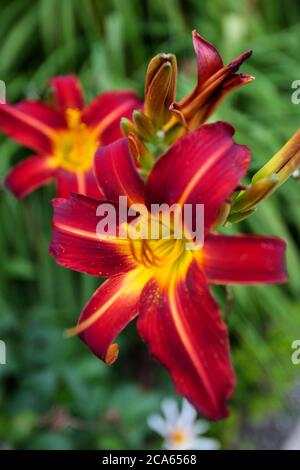 Hemerocallis tutti American Chief Daylily in Yorkshire Garden fiori di agosto Foto Stock