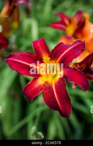 Hemerocallis tutti American Chief Daylily in Yorkshire Garden fiori di agosto Foto Stock