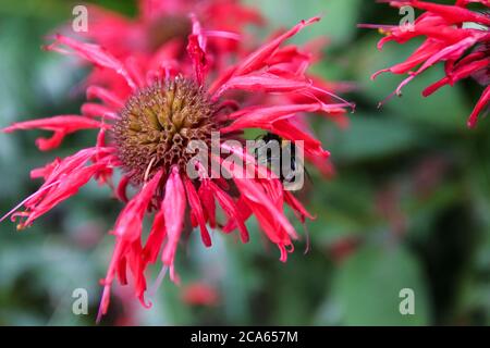 Monarda Cambridge Scarlet in Yorkshire Garden agosto 2020 Foto Stock