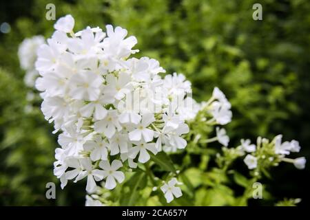 Phlox David in Yorkshire Giardino Fiori agosto Foto Stock