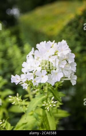 Phlox David in Yorkshire Giardino Fiori agosto Foto Stock