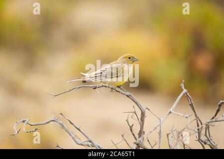 Giovane orafo giallo arroccato su un ramo del campo nella provincia di Entre Rios, Argentina. Foto Stock