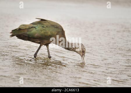 Primo piano dell'Ibis fronte Bianco, Plegadis chihi, alla ricerca di cibo nelle zone umide poco profonde di Reta a Buenos Aires. Foto Stock