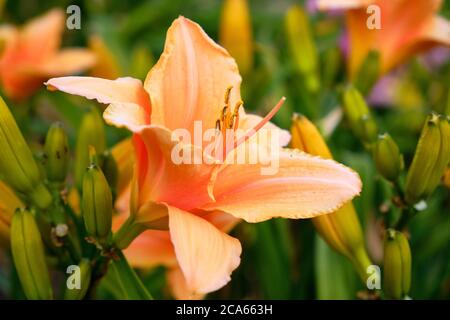 'Sombrero Way' Giglio giorno (hemerocallis Hybrida) in piena fioritura estiva Foto Stock