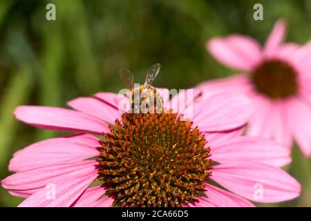 Closeup di un'API mellifera occidentale su un fiore Echinacea o fiore viola in estate Foto Stock