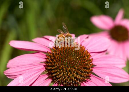 Primo piano di un'api mellifera occidentale sulla cima di un fiore di Echinacea o di un coneflower viola in estate Foto Stock