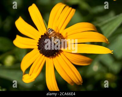Primo piano di un'ape del miele occidentale Apis mellifera su un fiore Susan Rudbeckia hirta dagli occhi castani, Vancouver, British Columbia, Canada Foto Stock