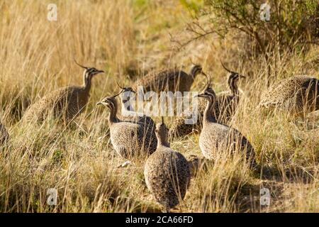 Elegante crestato Tinamou in Patagonia Foto Stock