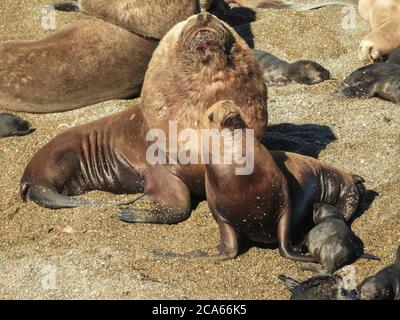 Grande colonia di foche pelliccia nella penisola di Valdes a Chubut, Argentina. Foto Stock