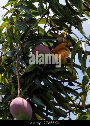 Valencia, Carabobo, Venezuela. 4 agosto 2020. 04 agosto 2020. Un selvaggio Flaverola Sicalis, si nutre mangiando mango direttamente da un albero. A Valencia, stato di Carabobo. Foto: Juan Carlos Hernandez. Credit: Juan Carlos Hernandez/ZUMA Wire/Alamy Live News Foto Stock