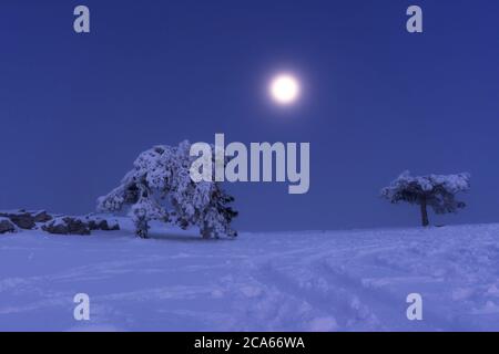 Luna piena su ai-Petri Crimea. Paesaggio fiabesco natalizio innevato. Notte illuminata dal luna. Pini di Crimea nella neve. Luna piena e cielo blu. Backgrou naturale Foto Stock