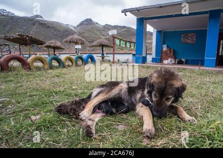 Un cane di strada dà alla luce cuccioli nel cortile scolastico di una piccola scuola rurale in un piccolo villaggio di Quechua in Perù. Foto Stock