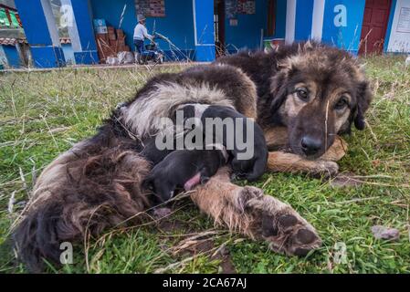 Un cane di strada che ha appena dato alla luce cuccioli nel mezzo di un cortile pochi minuti prima. Nella Cordillera Vilcanota, Perù. Foto Stock