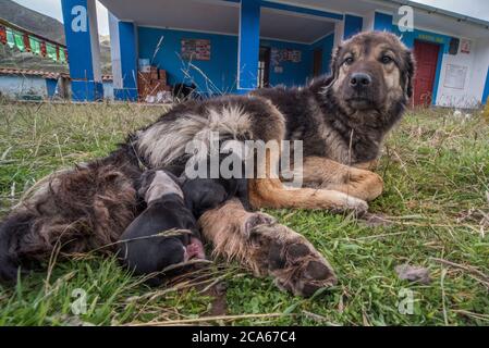 Un cane di strada che ha appena dato alla luce cuccioli nel mezzo di un cortile pochi minuti prima. Nella Cordillera Vilcanota, Perù. Foto Stock